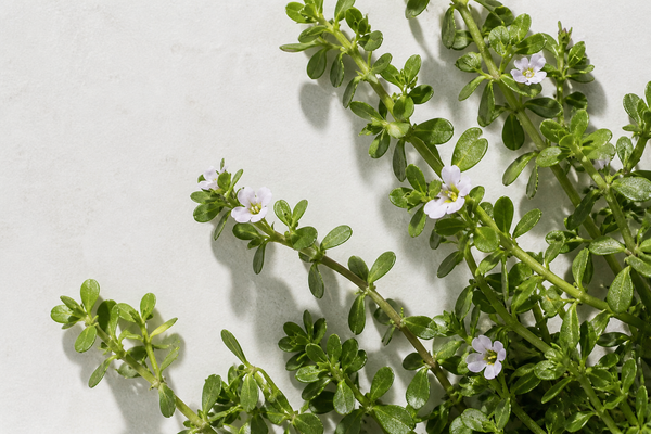 Bacopa Monnieri