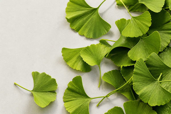 Ginkgo Biloba