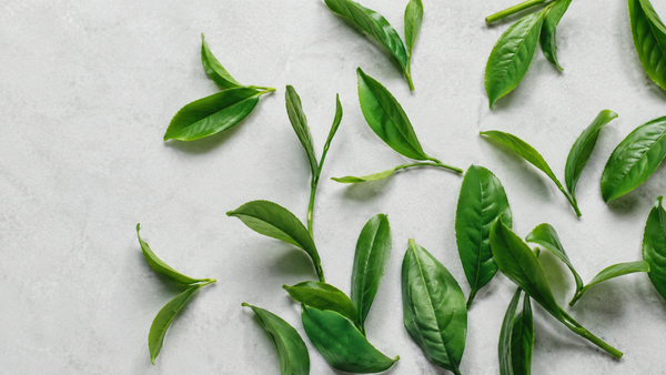 Extracto de Té Verde