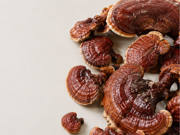 Reishi
