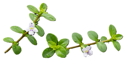 Bacopa Monnieri
