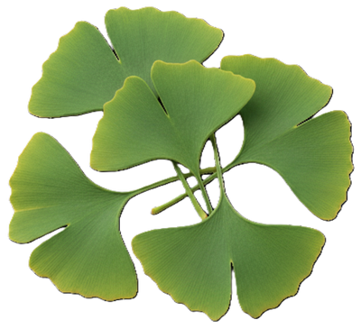 Ginkgo Biloba