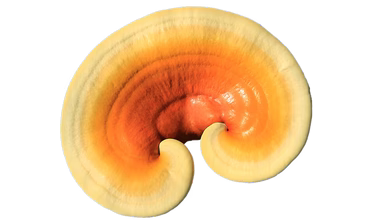 Reishi